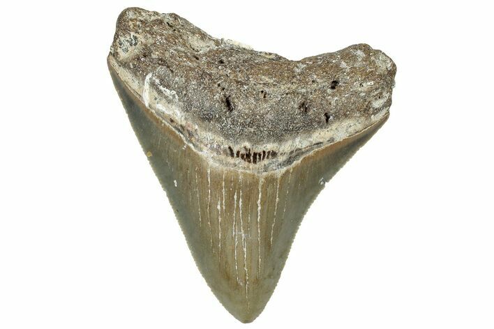 Serrated, Juvenile Megalodon Tooth - North Carolina #309524